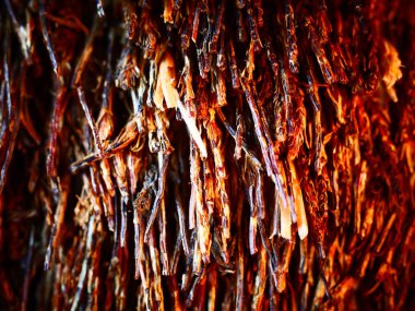 Açık renkli çatlamış ağaç kabuğu. Derin oyuklarla. Yosun tabakası. Ahşap doku, yakın plan. Makro.