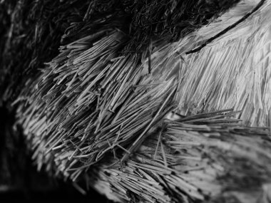 Açık renkli çatlamış ağaç kabuğu. Derin oyuklarla. Yosun tabakası. Ahşap doku, yakın plan. Makro.