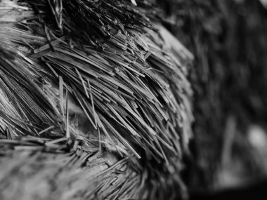 Açık renkli çatlamış ağaç kabuğu. Derin oyuklarla. Yosun tabakası. Ahşap doku, yakın plan. Makro.