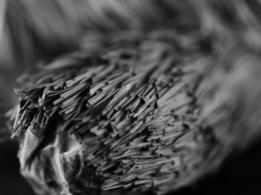 Açık renkli çatlamış ağaç kabuğu. Derin oyuklarla. Yosun tabakası. Ahşap doku, yakın plan. Makro.