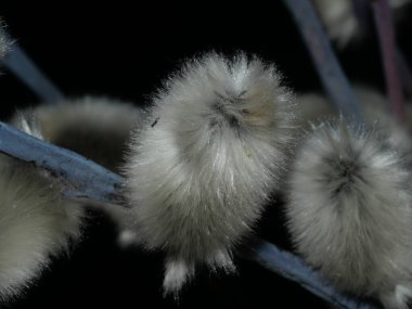 Çiçekli Söğüt. Salix caprea. Kapatın. Seçici odak.