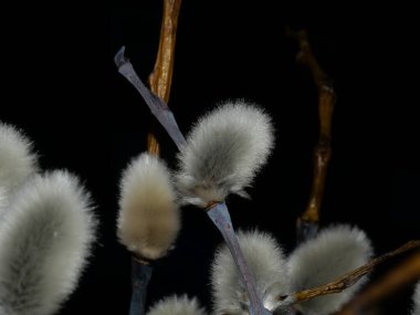 Çiçekli Söğüt. Salix caprea. Kapatın. Seçici odak.