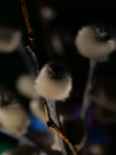 Blooming Willow Salix Kaprea Närbild Selektiv Inriktning — Stockfoto