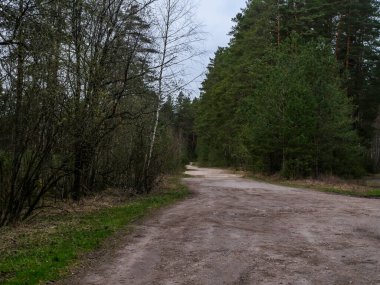 Etrafta traktör tekerlek izleri ve yeşil doğa olan boş orman yolu. Orman ve doğa.