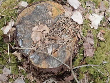 Fırtına hasarı. Fırtınadan sonra ormanda ağaçlar devrildi. Doğa ve orman fotoğrafı..