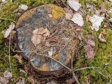 Fırtına hasarı. Fırtınadan sonra ormanda ağaçlar devrildi. Doğa ve orman fotoğrafı..