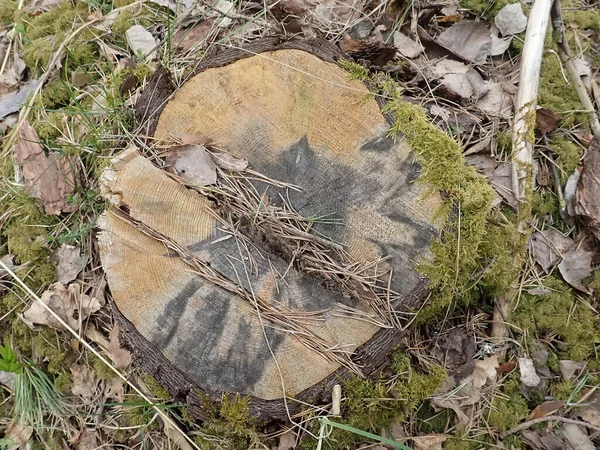 Sturmschäden Umgestürzte Bäume Wald Nach Sturm Natur Und Wald Foto — Stockfoto