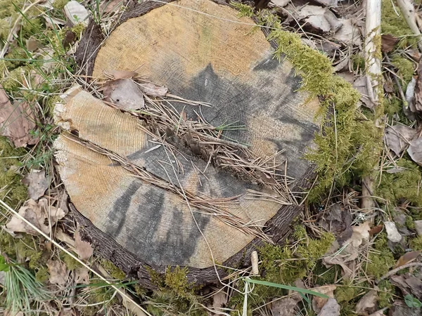 Danos Tempestade Árvores Cobertas Floresta Depois Uma Tempestade Natureza Floresta — Fotografia de Stock