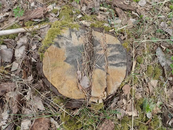 Буря Пошкоджена Опуклі Дерева Лісі Після Шторму Фотографії Природи Лісу — стокове фото