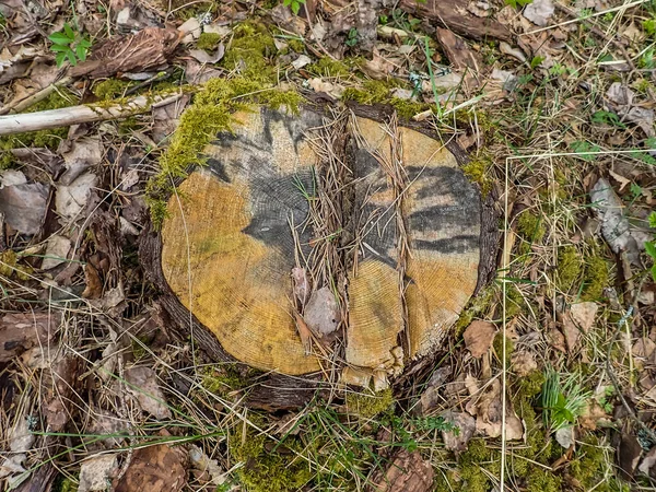 Danos Tempestade Árvores Cobertas Floresta Depois Uma Tempestade Natureza Floresta — Fotografia de Stock