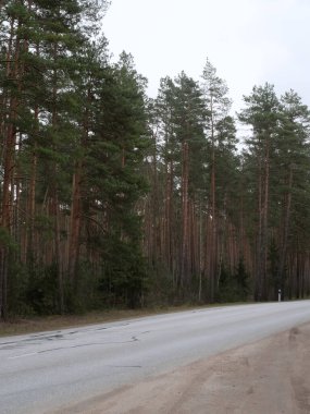 Orman Yolu 'nun manzarası, Bahar akşamının erken saatlerinde ormanın derinliklerinde, üzerinde lastik izleri olan, seçici bir odak noktası.