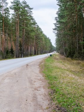 Orman Yolu 'nun manzarası, Bahar akşamının erken saatlerinde ormanın derinliklerinde, üzerinde lastik izleri olan, seçici bir odak noktası.