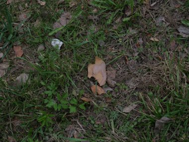 Yeşil yosun ve çimen desenli orman zemini. Yerdeki yaprakların arkaplanı