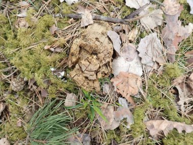 Yeşil yosun ve çimen desenli orman zemini. Yerdeki yaprakların arkaplanı