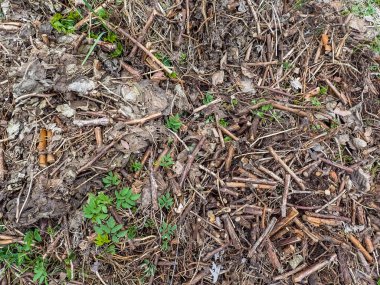 Yeşil yosun ve çimen desenli orman zemini. Yerdeki yaprakların arkaplanı