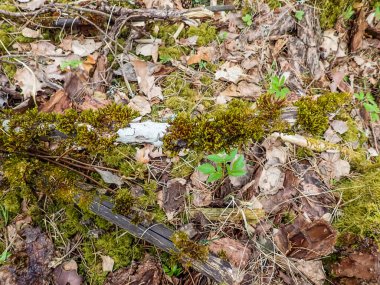 Yeşil yosun ve çimen desenli orman zemini. Yerdeki yaprakların arkaplanı