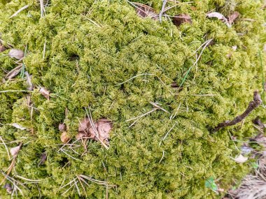 Yerde güzel yeşil yosunlar, yosunlara yakın çekim, makro. Duvar kağıdı için güzel bir yosun arka planı. seçici odak