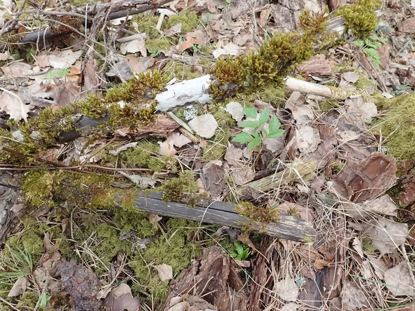 Bosgrond Met Groen Mos Grastextuur Achtergrond Van Bladeren Grond — Stockfoto