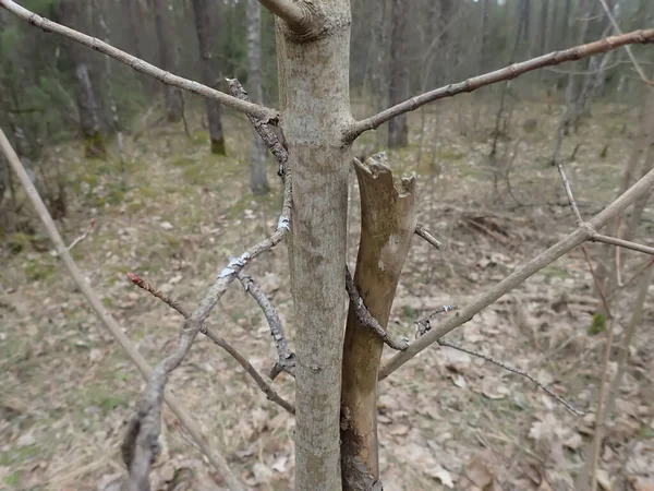 Sturmschäden Umgestürzte Bäume Wald Nach Sturm Bokeh Hintergrund — Stockfoto