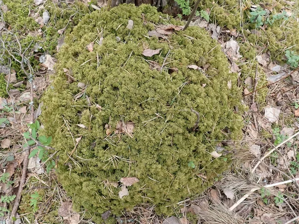 Beautiful green moss on the floor, moss closeup, macro. Beautiful background of moss for wallpaper. selective focus