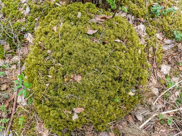 Schöne Grüne Moos Auf Dem Boden Moos Nahaufnahme Makro Schöner — Stockfoto