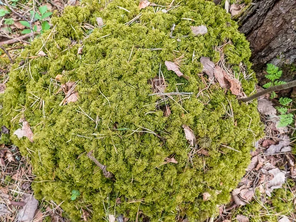 Frumos Mușchi Verde Podea Mușchi Closeup Macro Fundal Frumos Mușchi — Fotografie, imagine de stoc