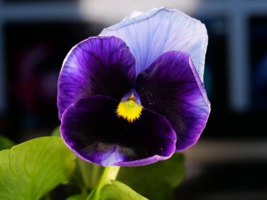 Bahçe ibnesi bir çeşit büyük çiçekli melez bitkidir. Yaz çiçekleri