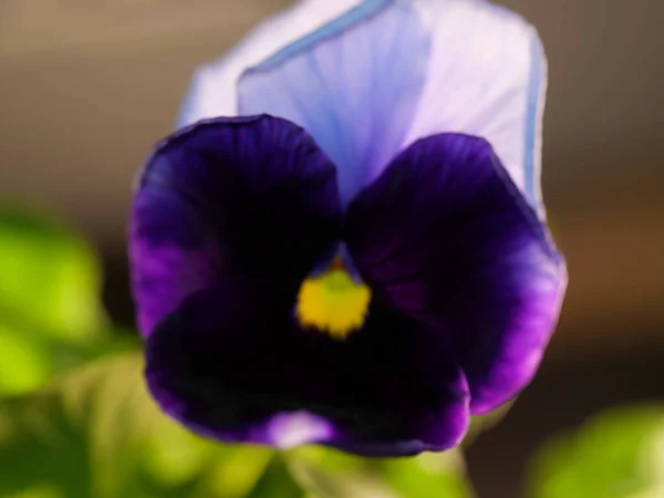 Jardim Pansy Tipo Planta Híbrida Flor Grande Flores Verão — Fotografia de Stock