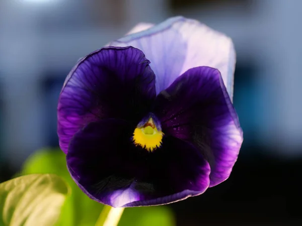 Jardim Pansy Tipo Planta Híbrida Flor Grande Flores Verão — Fotografia de Stock