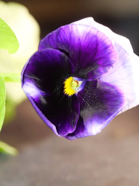 Garden Pansy Type Large Flowered Hybrid Plant Summer Flowers — Stock Photo, Image