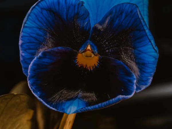 Garden Pansy Type Large Flowered Hybrid Plant Summer Flowers — Stock Photo, Image