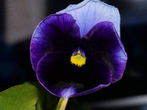 Jardim Pansy Tipo Planta Híbrida Flor Grande Flores Verão — Fotografia de Stock