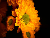 Картина, постер, плакат, фотообои "yellow daisy flower isolated on black background, selective focus, dof", артикул 467602620