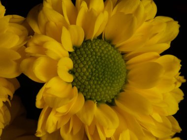 Sarı papatya çiçeği siyah arka planda izole, seçici odak, DOF