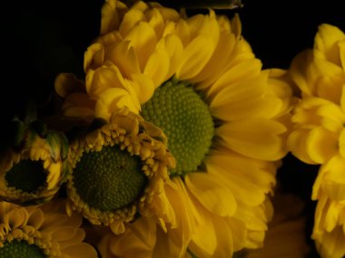 Sarı papatya çiçeği siyah arka planda izole, seçici odak, DOF