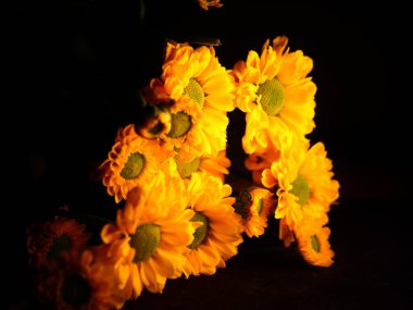 Sarı papatya çiçeği siyah arka planda izole, seçici odak, DOF