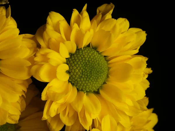 Gelbe Gänseblümchenblümchen Isoliert Auf Schwarzem Hintergrund Selektiver Fokus Dof — Stockfoto