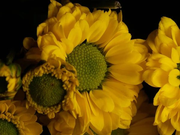 Fleur Marguerite Jaune Isolée Sur Fond Noir Mise Point Sélective — Photo