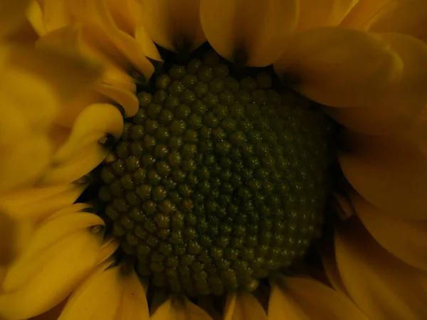 Žluté Sedmikrásky Květiny Izolované Černém Pozadí Selektivní Zaměření Dof — Stock fotografie