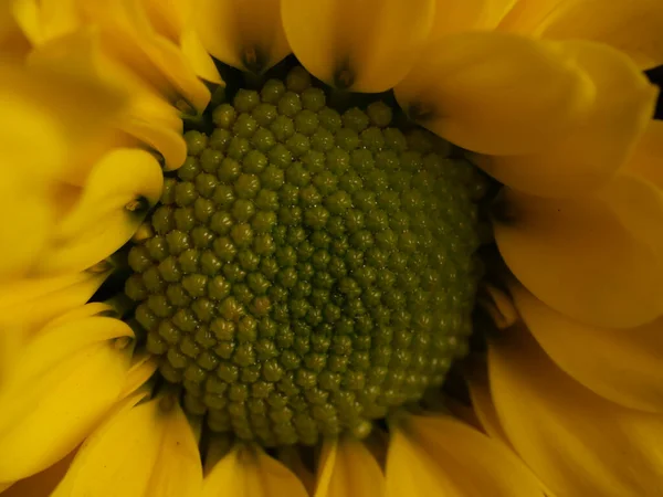 Yellow Daisy Flower Isolated Black Background Selective Focus Dof — Stock Photo, Image