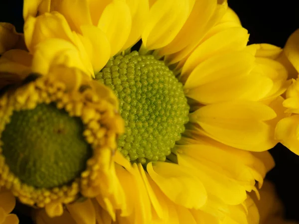 Fleur Marguerite Jaune Isolée Sur Fond Noir Mise Point Sélective — Photo