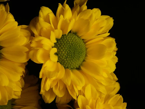 Fleur Marguerite Jaune Isolée Sur Fond Noir Mise Point Sélective — Photo