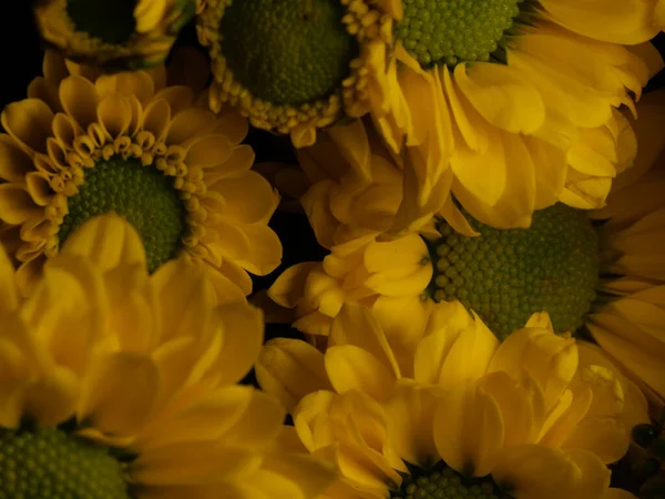 Gelbe Gänseblümchenblümchen Isoliert Auf Schwarzem Hintergrund Selektiver Fokus Dof — Stockfoto