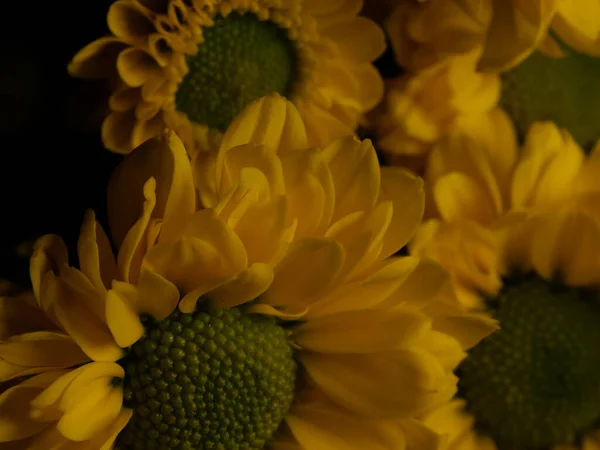 Žluté Sedmikrásky Květiny Izolované Černém Pozadí Selektivní Zaměření Dof — Stock fotografie