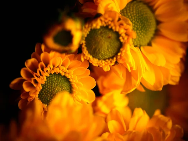 Fleur Marguerite Jaune Isolée Sur Fond Noir Mise Point Sélective — Photo