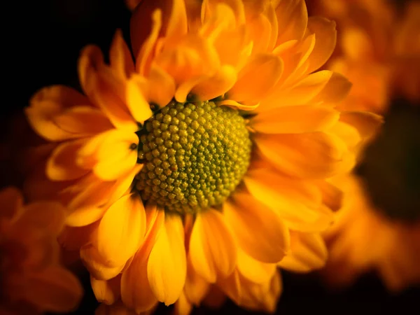 Fleur Marguerite Jaune Isolée Sur Fond Noir Mise Point Sélective — Photo