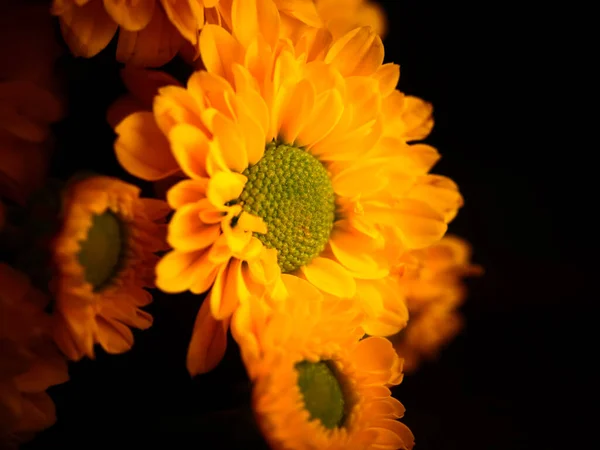 Fleur Marguerite Jaune Isolée Sur Fond Noir Mise Point Sélective — Photo