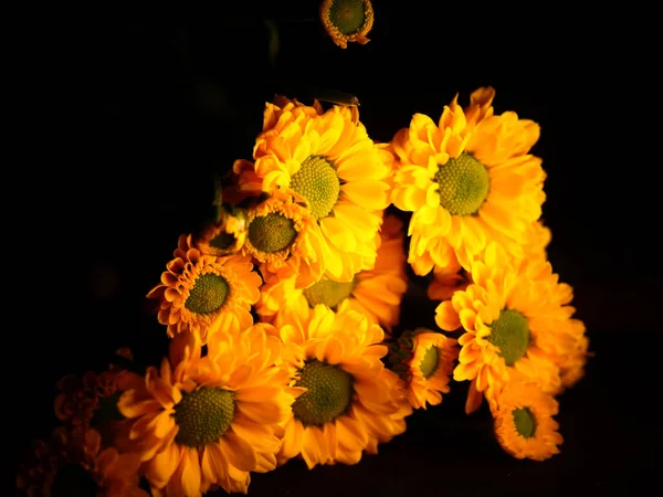 Žluté Sedmikrásky Květiny Izolované Černém Pozadí Selektivní Zaměření Dof — Stock fotografie