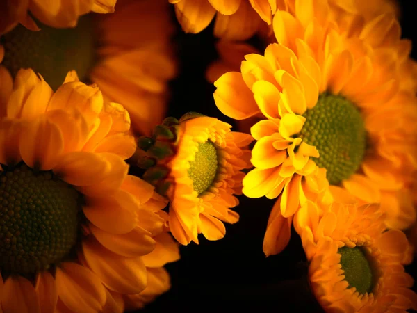 Gelbe Gänseblümchenblümchen Isoliert Auf Schwarzem Hintergrund Selektiver Fokus Dof — Stockfoto