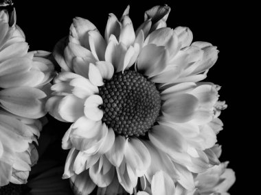 Bahçedeki papatyanın güzel siyah beyaz resmi, seçici odak, DOF, makro